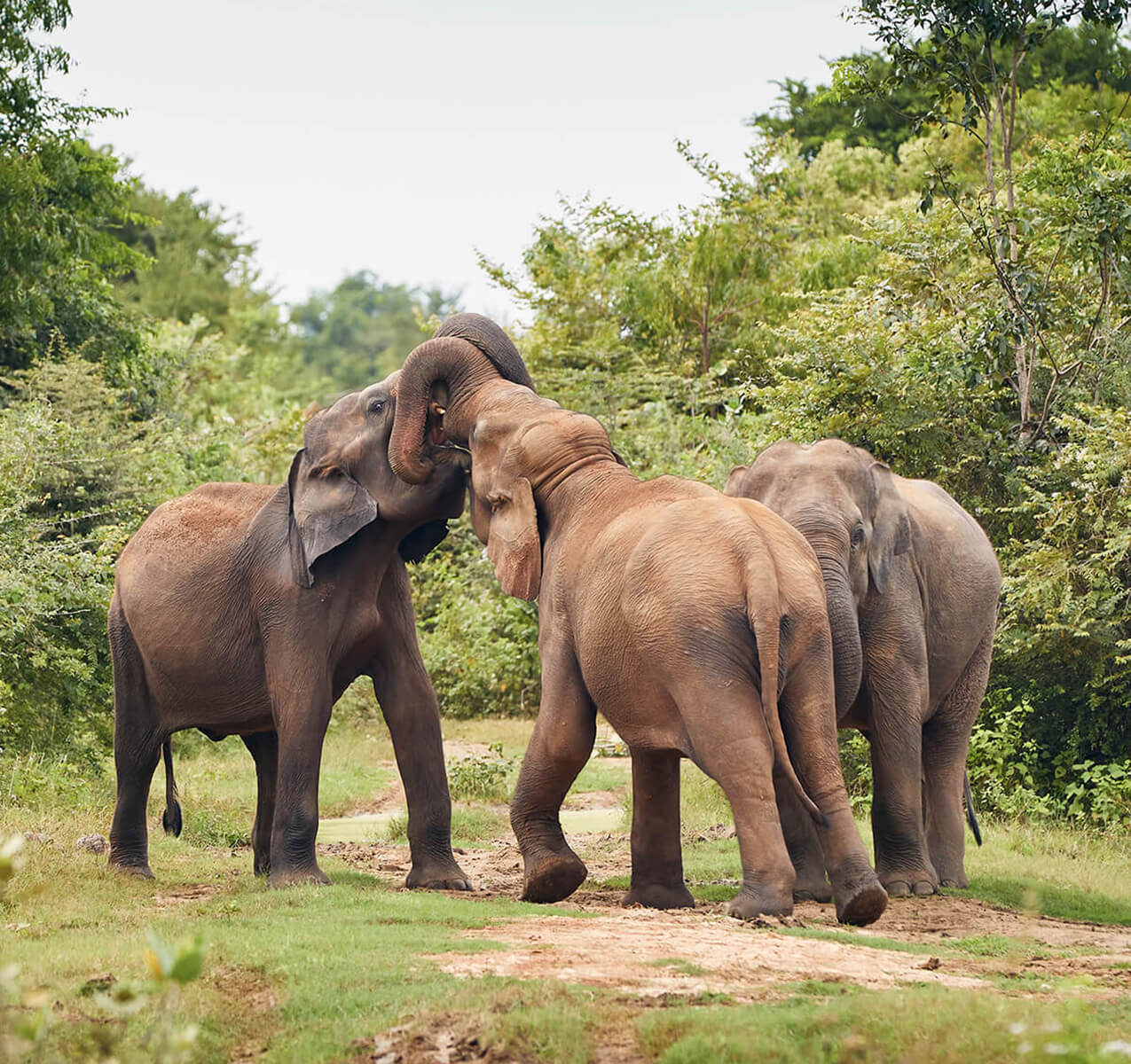 Yala Elephants