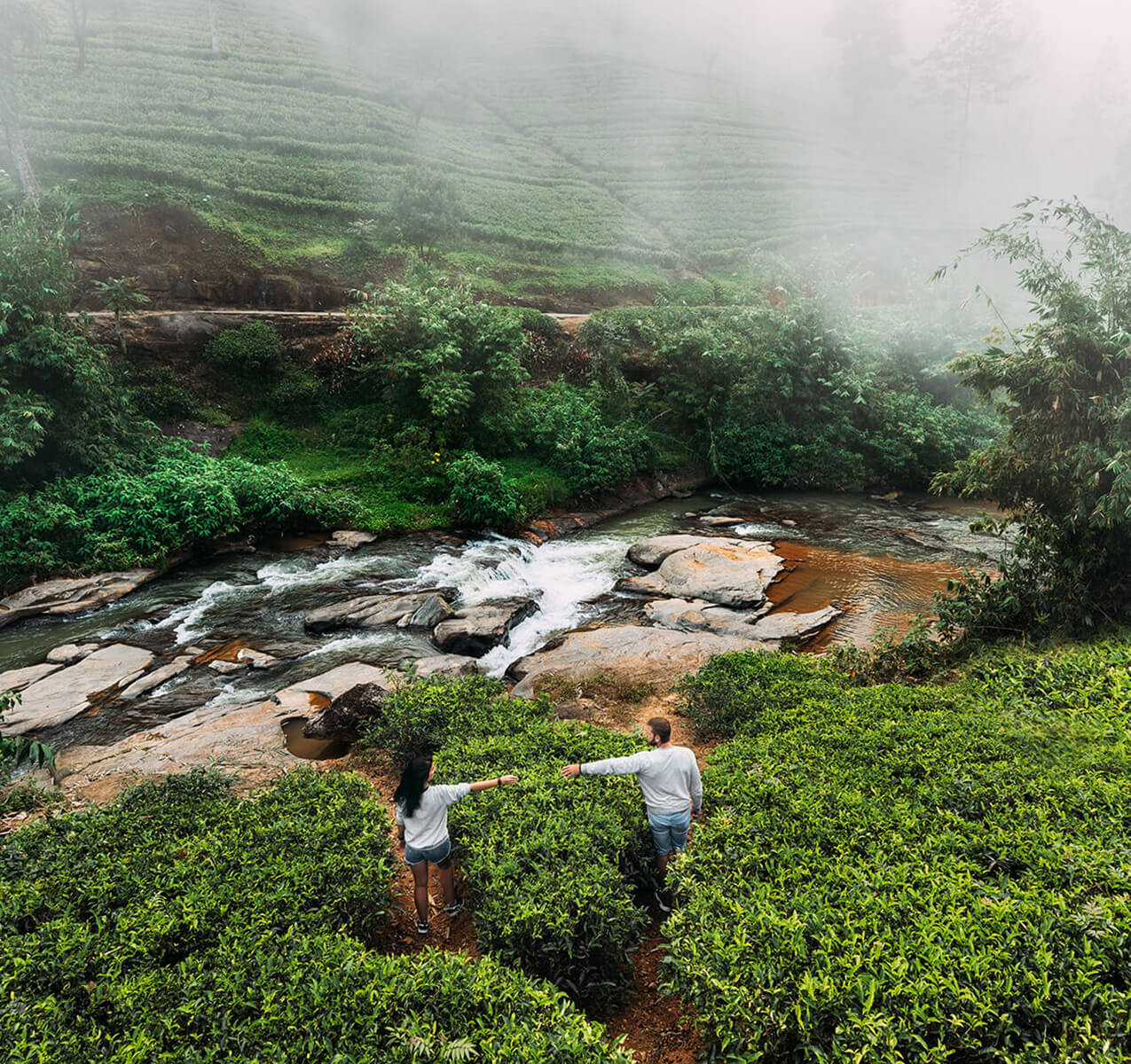 green tea plantations in Nuwaraeliya