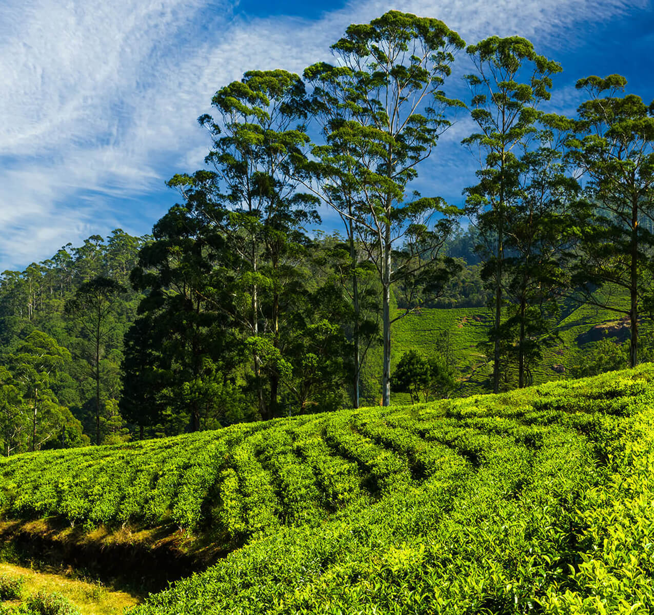 Tea Estate