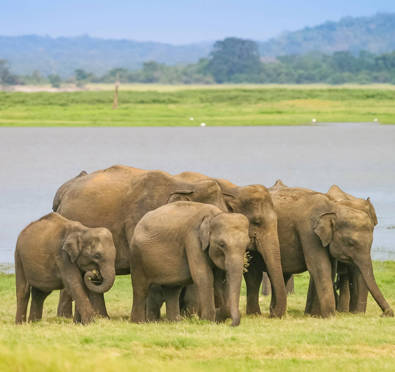 A Herd of Sri Lankan Elephants