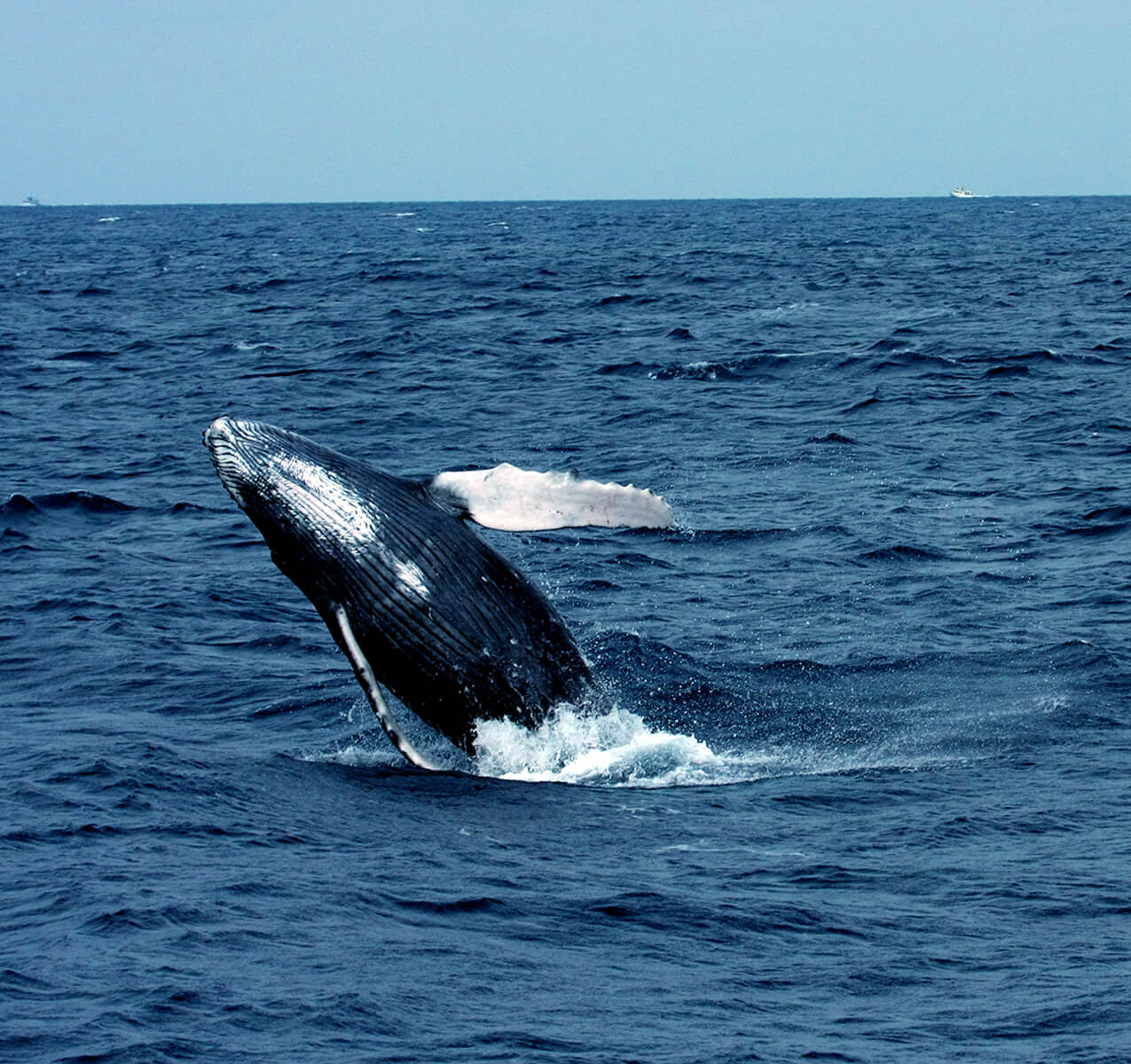 whale Wacthing