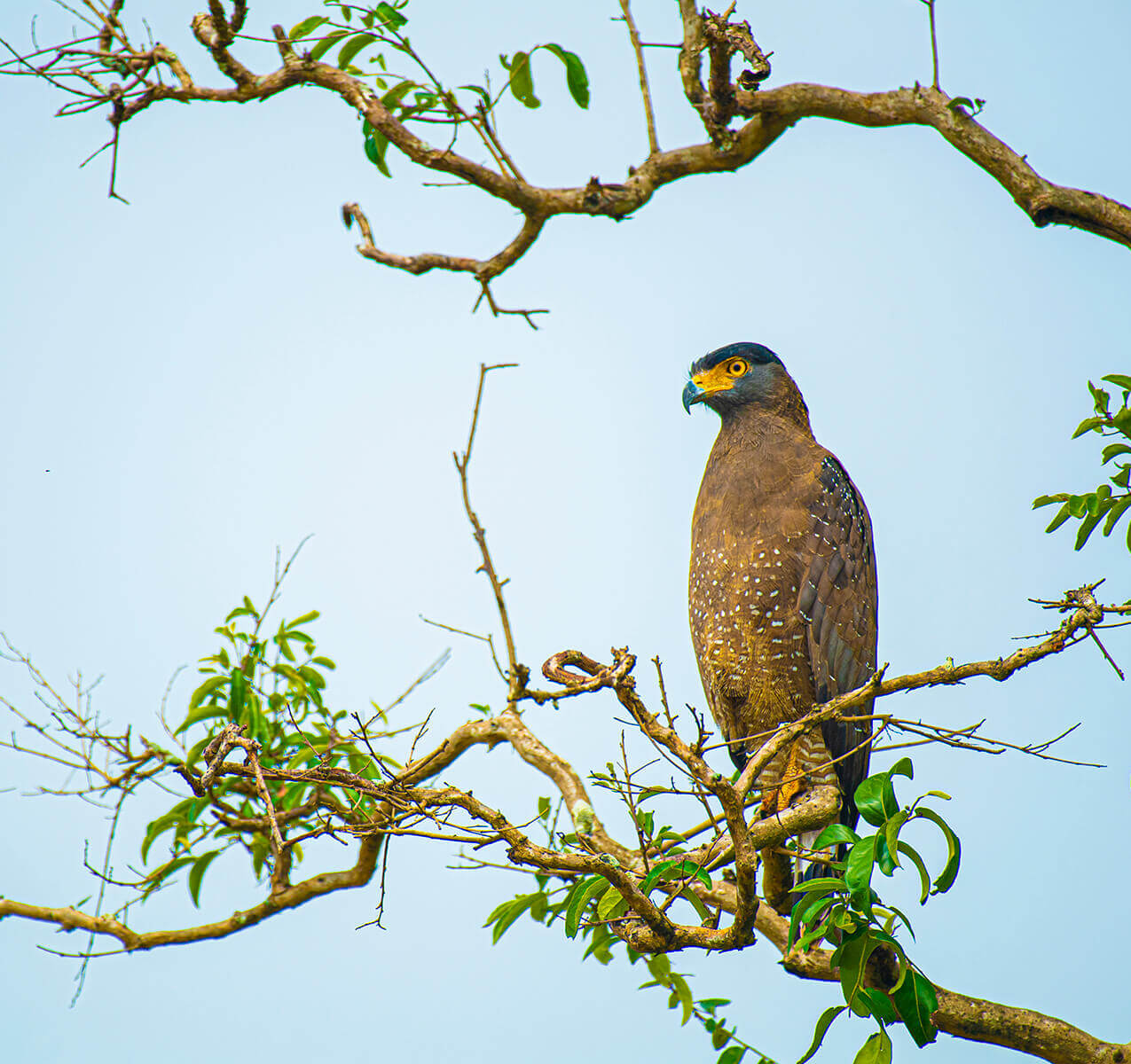 Birds Watching