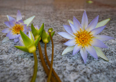 Anuradhapura lilly flowers