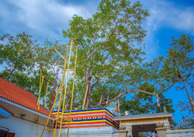 The sacred bodhi tree