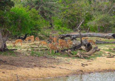 Deer yala