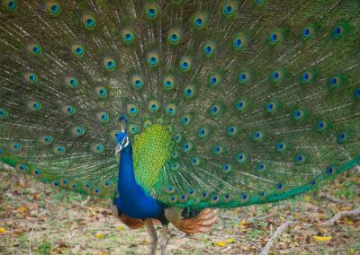 Peacock in yala