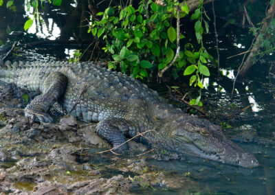 Crocodile in Yala