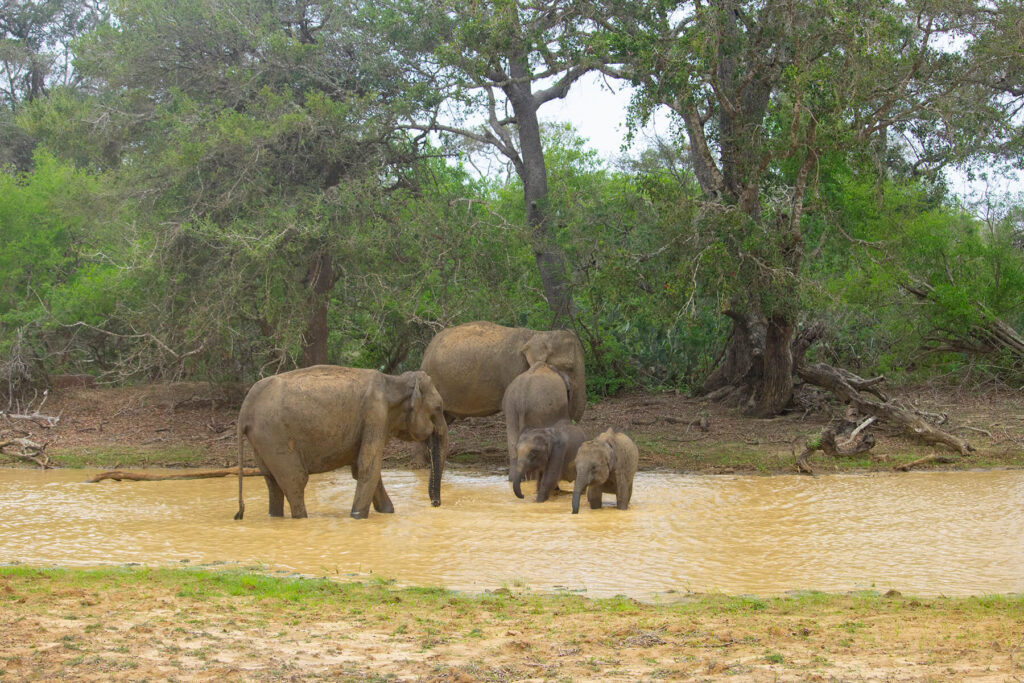 Elephant in yala