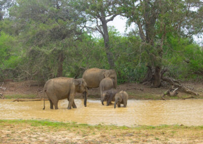 Elephant in yala