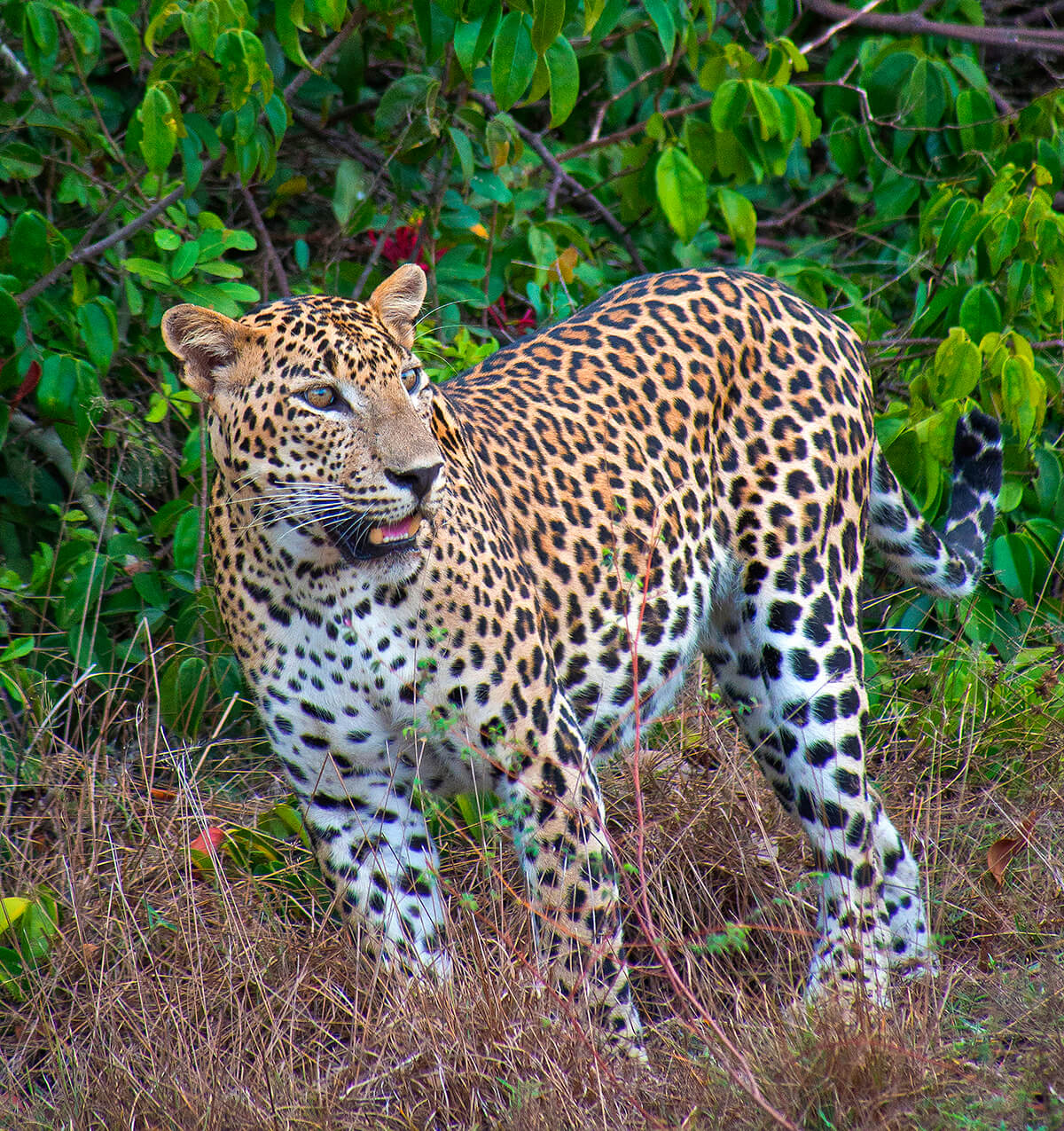 Wilpattu national park