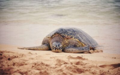 Sea turtles of Sri Lanka: in the sanctuary for the endangered