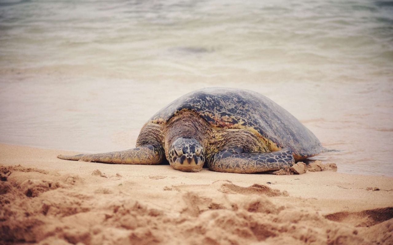 Sea turtles of Sri Lanka