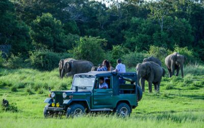 Why Sri Lanka is one of the world’s best destinations for safari