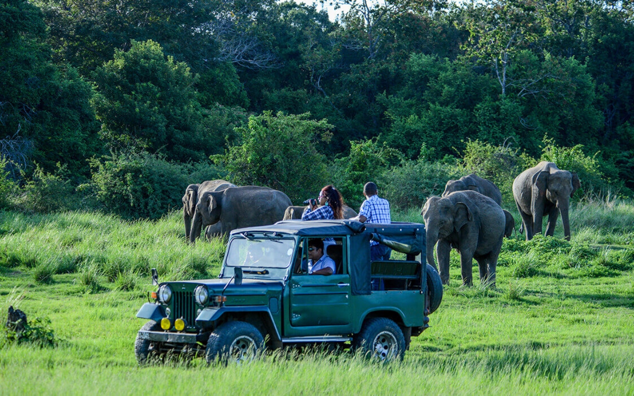 safari in Sri Lanka