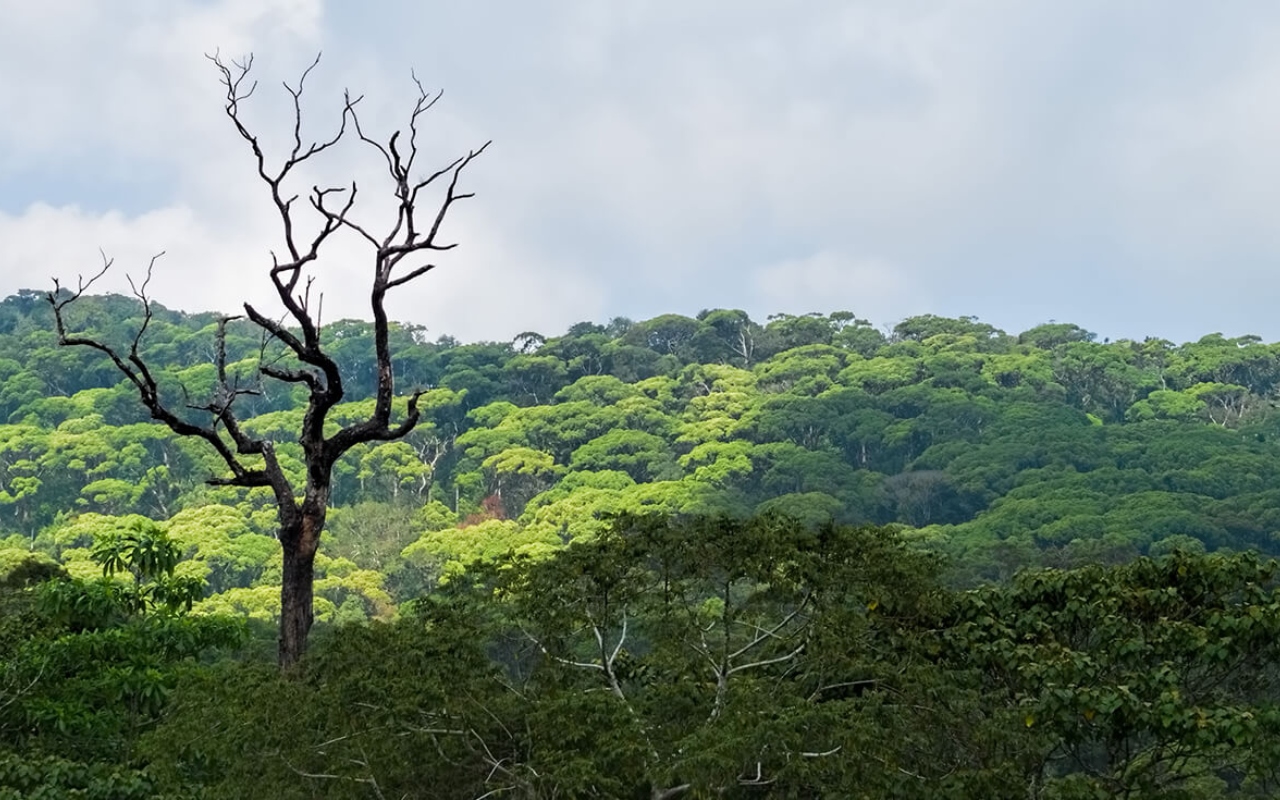 Rainforest Tours with Blue Lanka