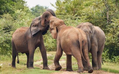 Embark on a Wild Odyssey: Top 10 Wildlife Experiences in Sri Lanka