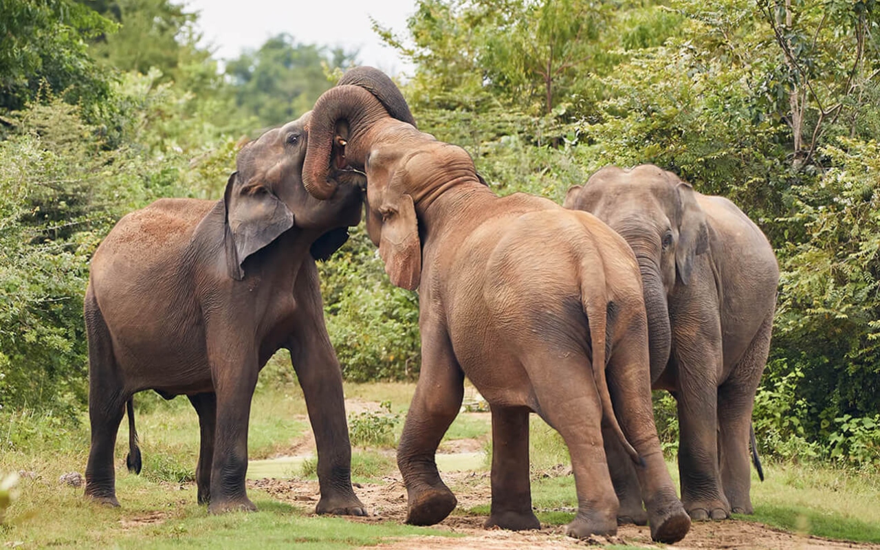 family tour in Sri Lanka