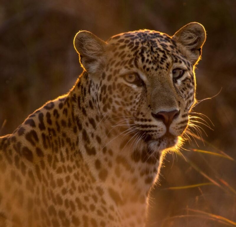 The Sri Lankan Leopard's