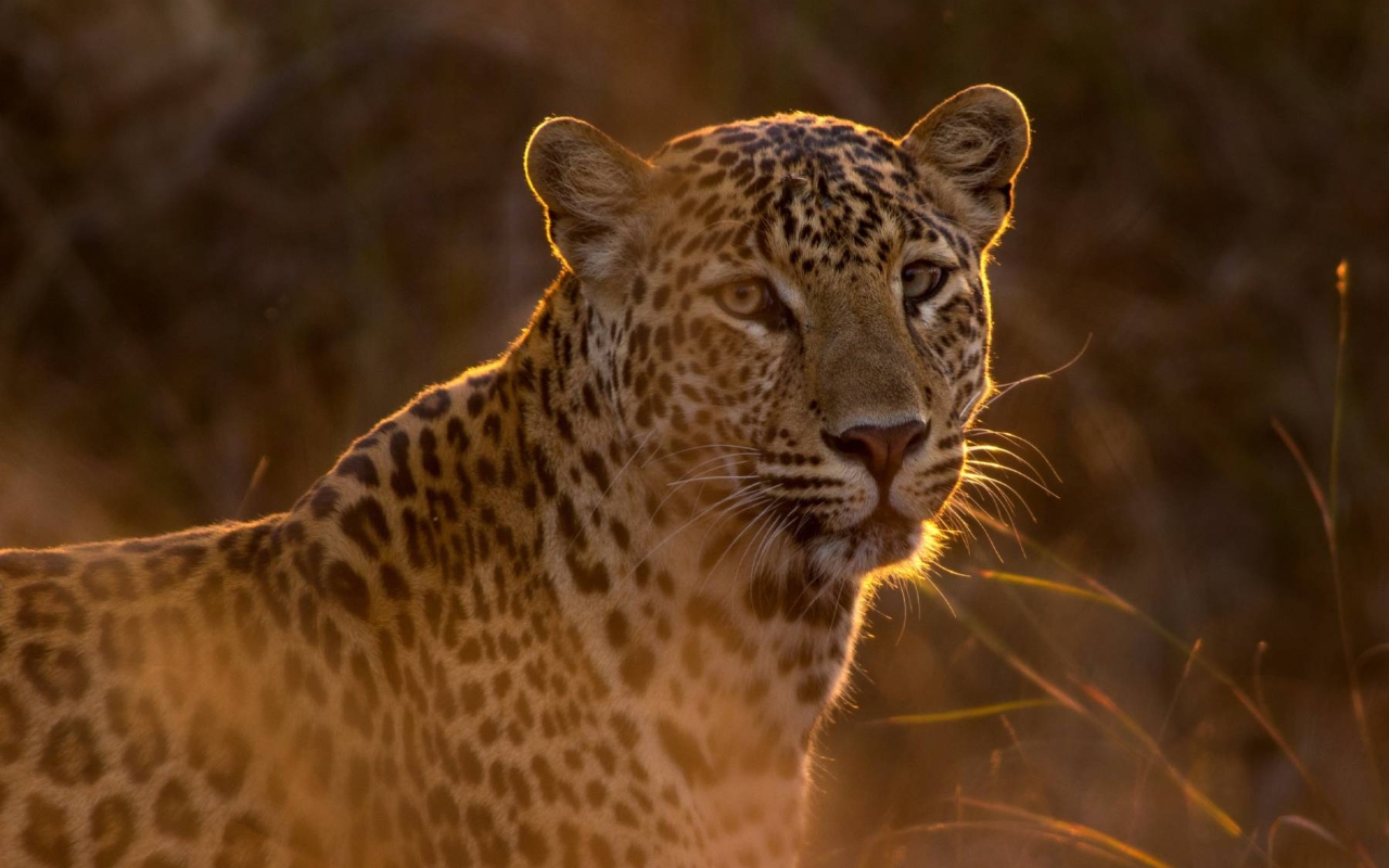 The Sri Lankan Leopard's