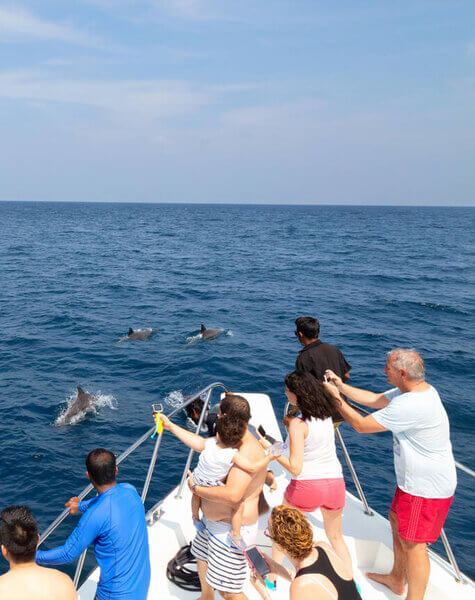 Dolphin Watching