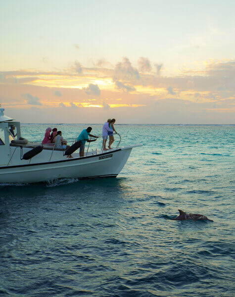 Dolphin watching in Maldives