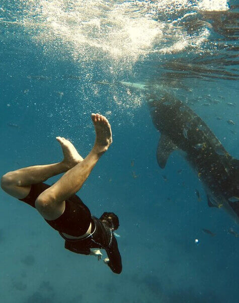 Swim with shark