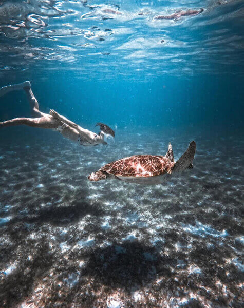 Turtles in Hurawalhi