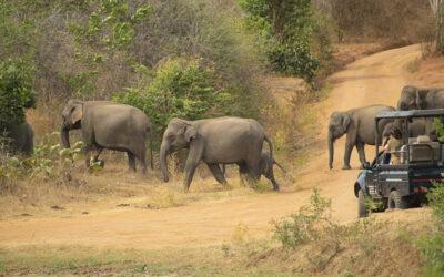 Adding Sri Lanka to your bucket list for 2024