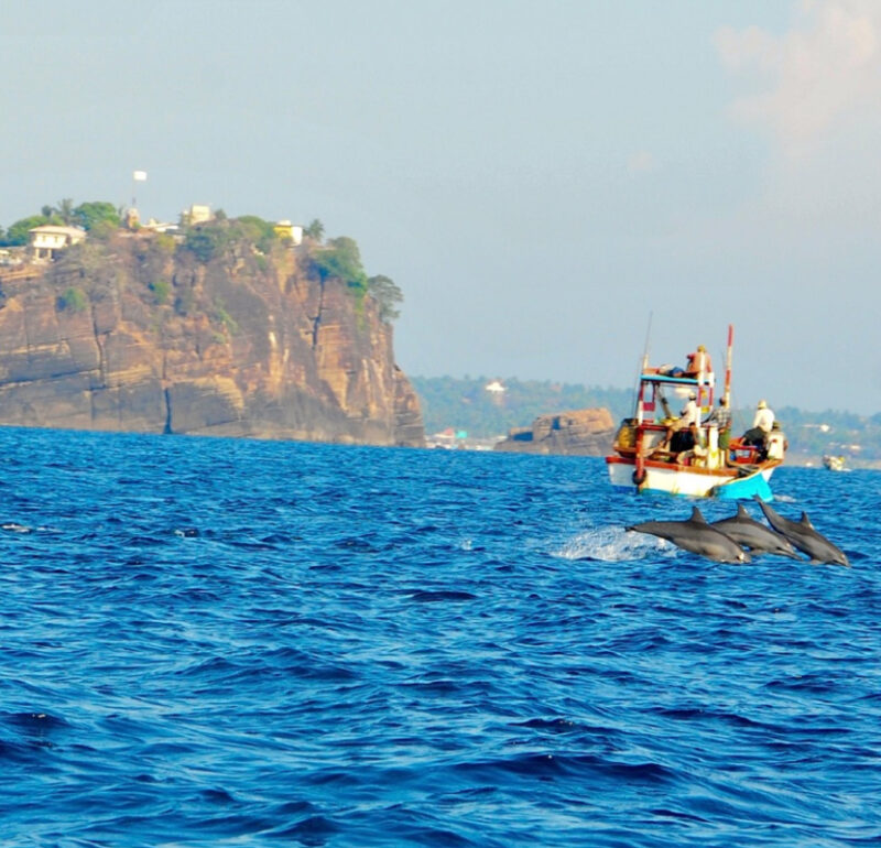 Whale Watching in Sri lanka