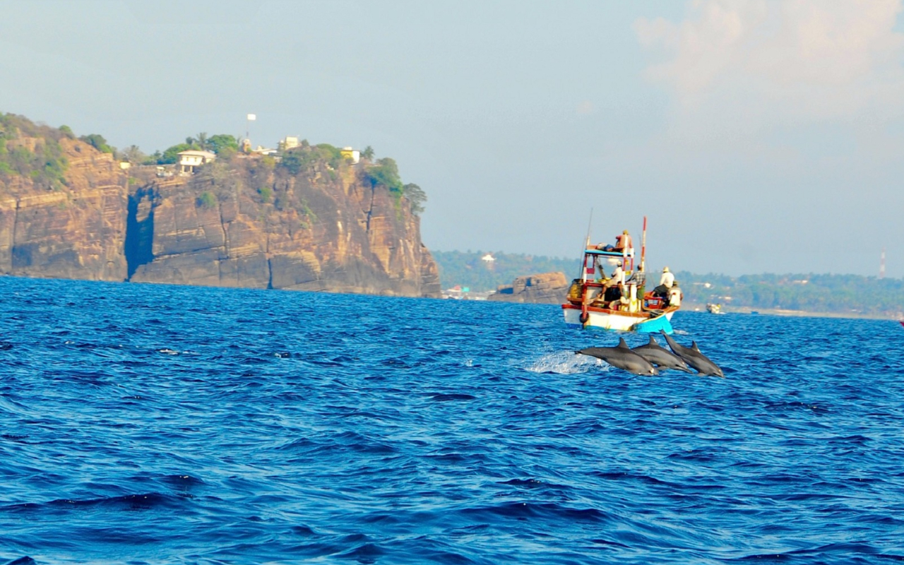 Whale Watching in Sri lanka