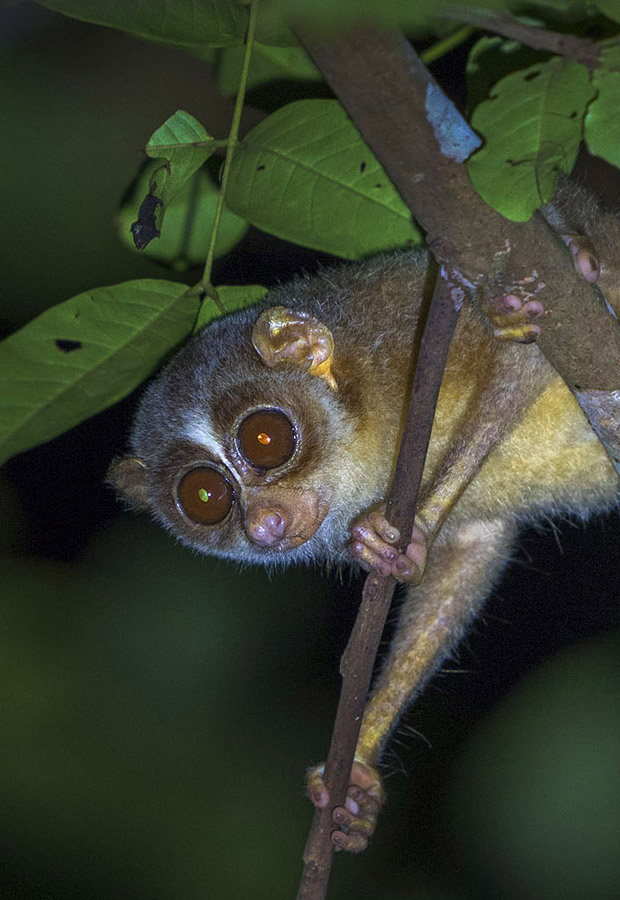 loris watching