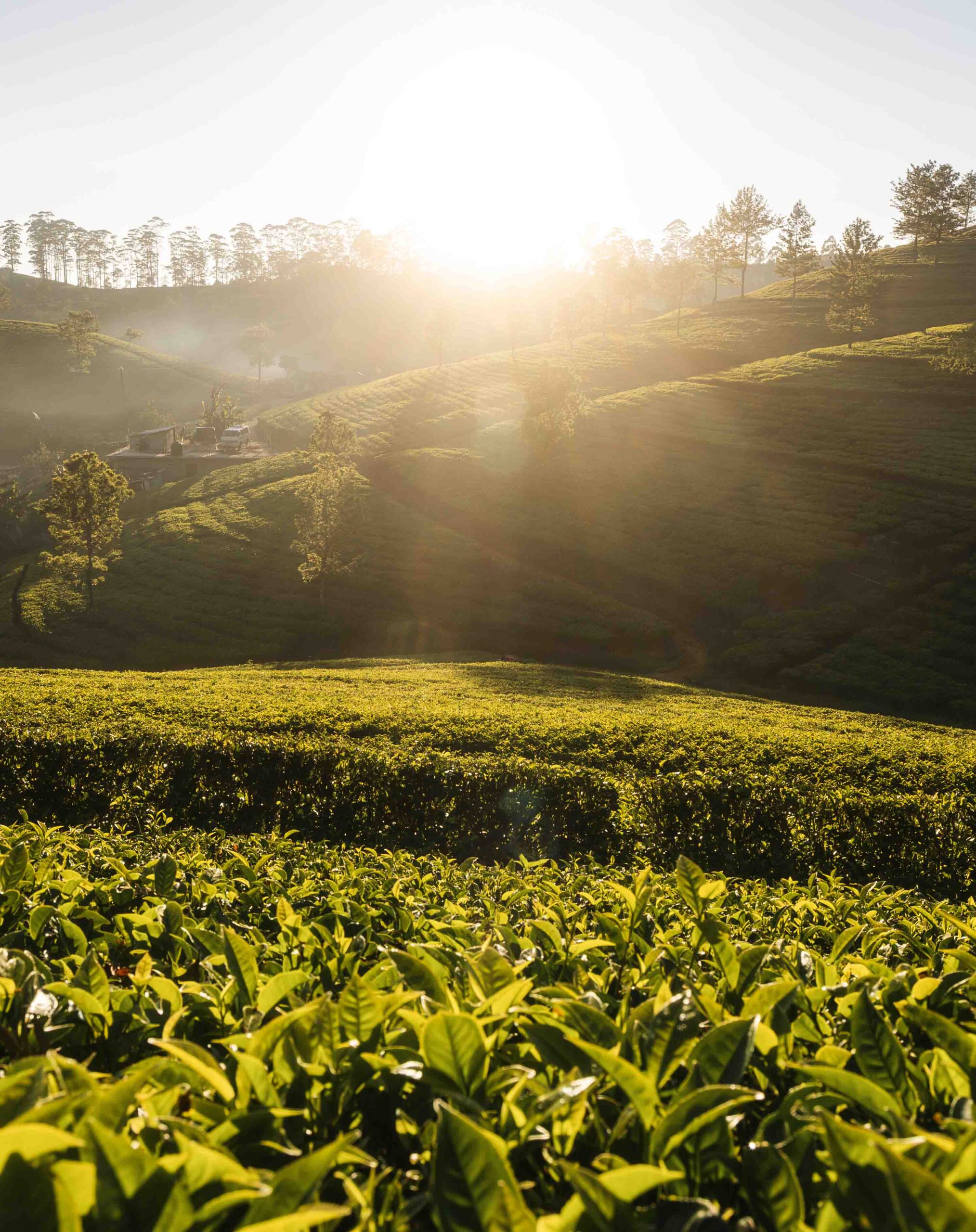 Nuwara Eliya