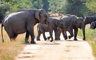 Wasgamuwa: One of the Best National Parks in Sri Lanka for Wild Elephant Sightings