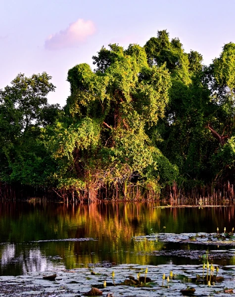 Kalametiya Bird Sanctuary Reflections