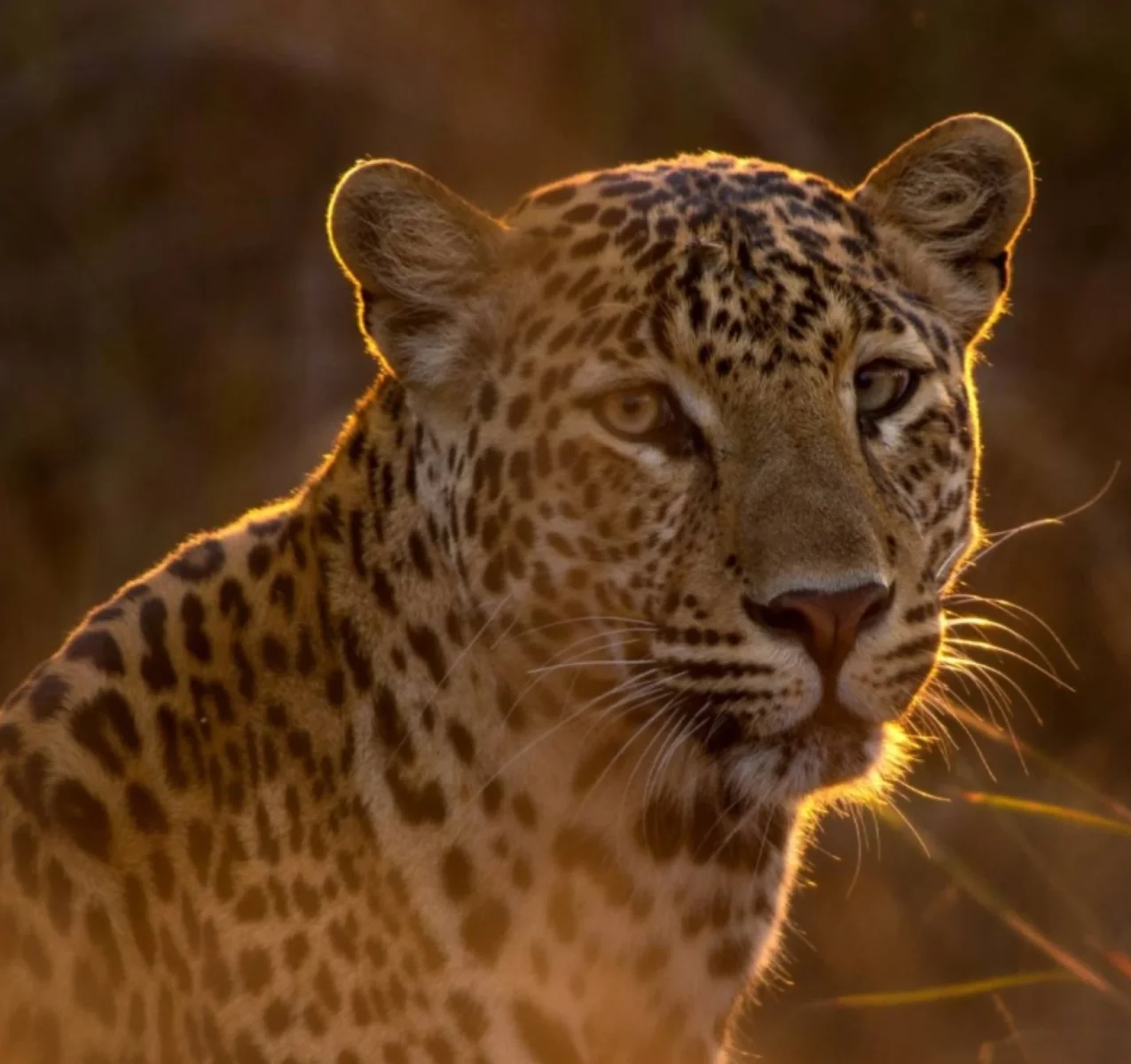 Tour on Leopards Trails in Sri Lanka