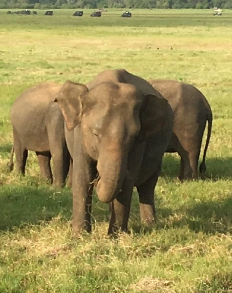 elephants in sri lanka