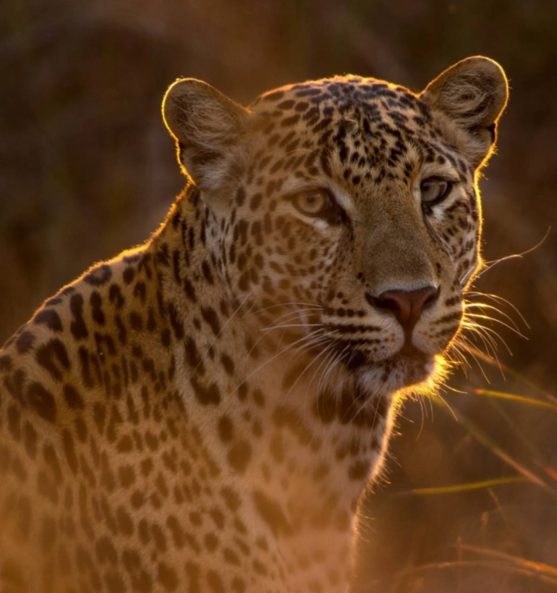 leopard tour W15 Ambuluwawa