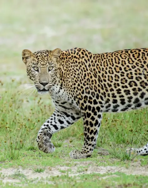 leopard tours (1) Sigiriya