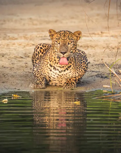 leopard tours Sigiriya