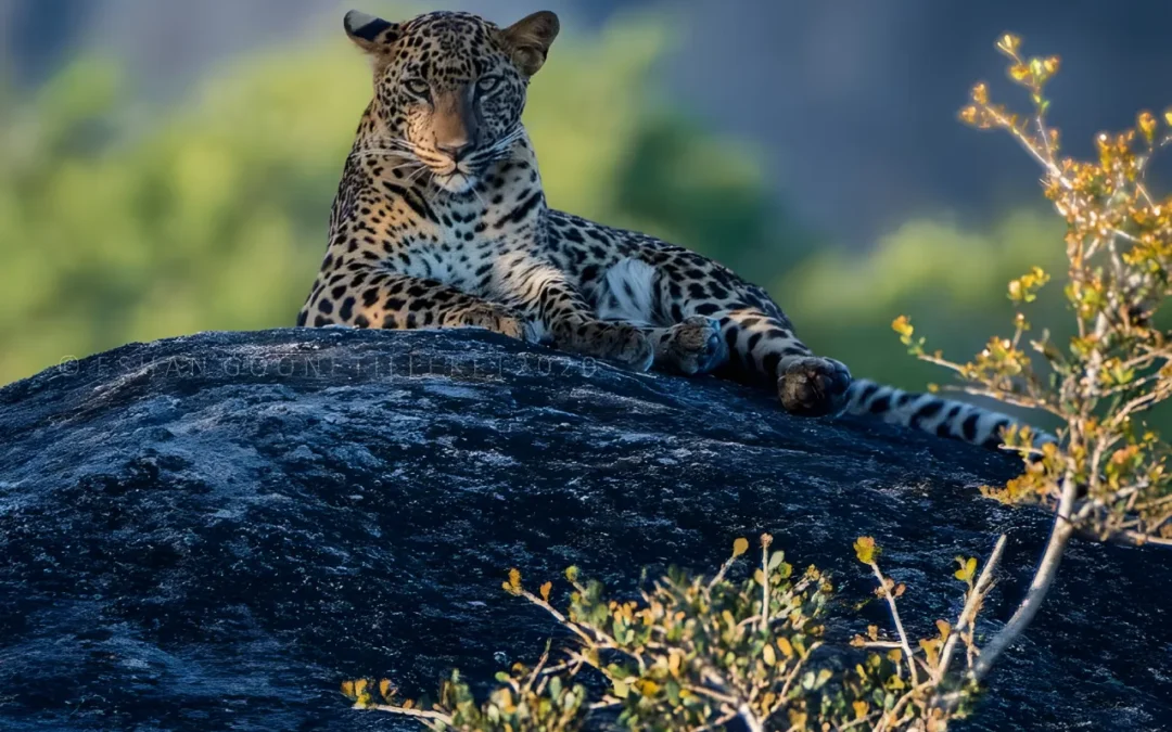 Tour on Leopards Trails in Sri Lanka