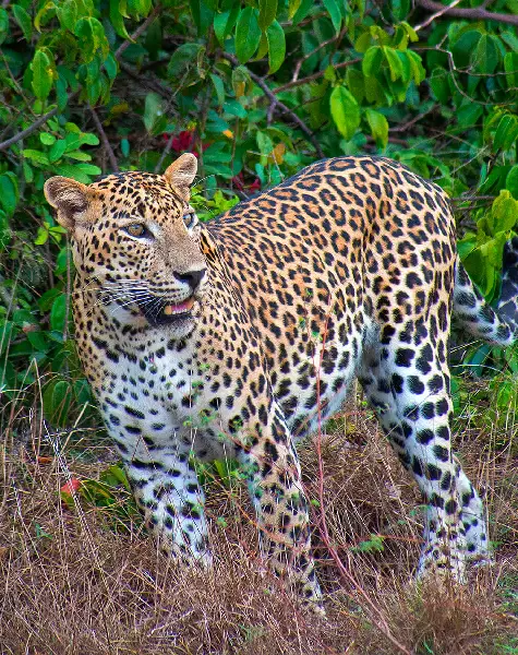 Wilpattu national park