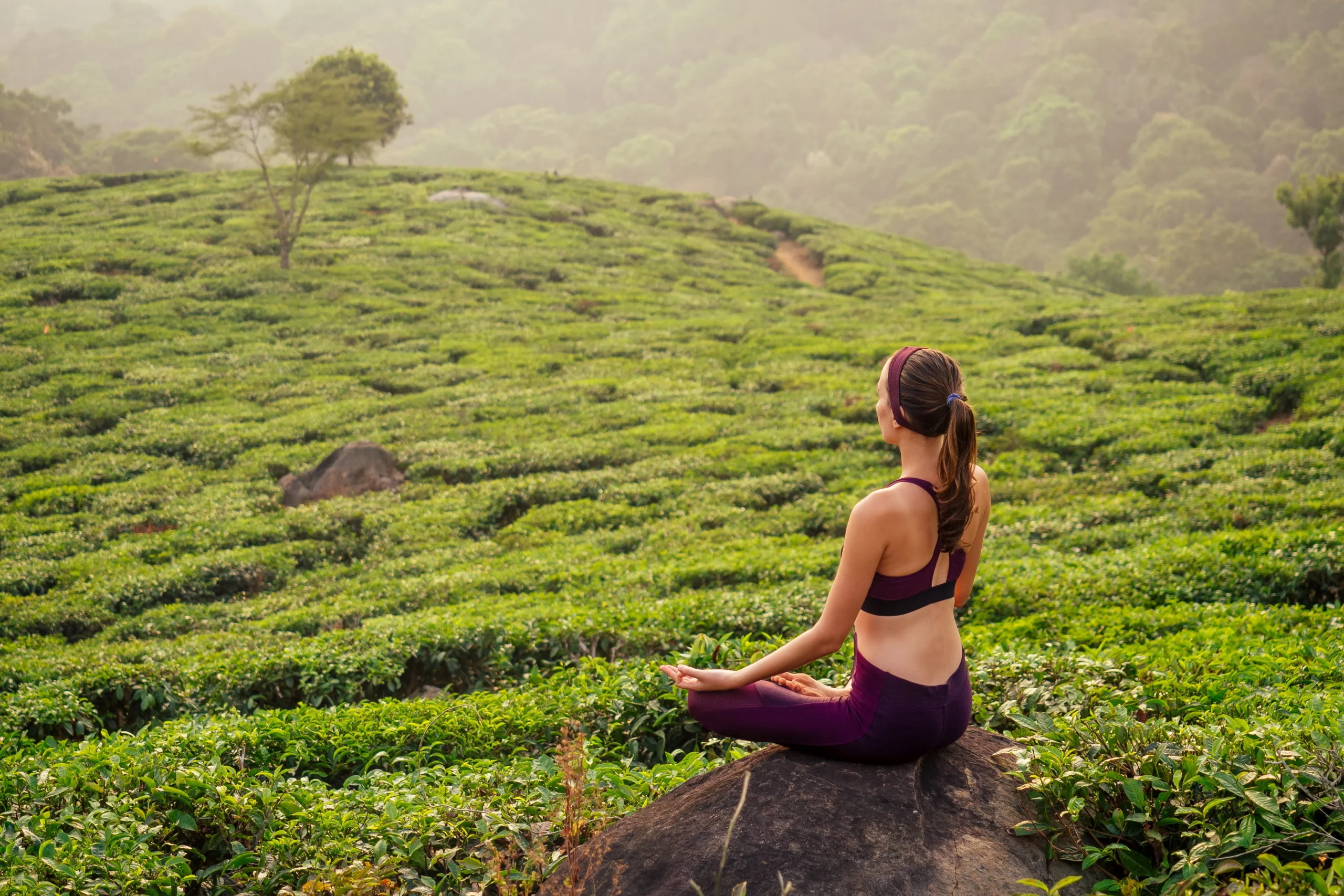 Ayurveda & Wellness Retreats in Sri Lanka: A Guide for Discerning Travellers